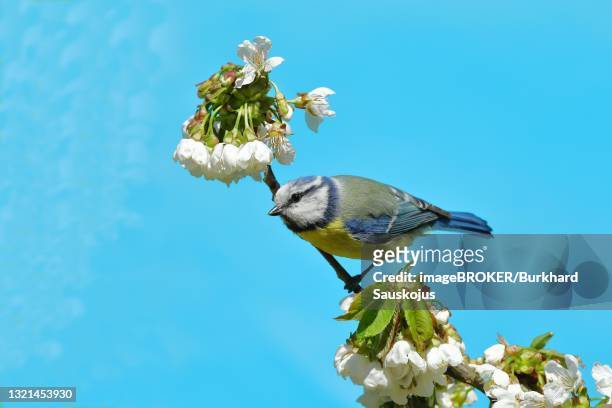 blue tit (parus caeruleus) sitting on a flowering branch of a cherry tree (prunus avium), north rhine-westphalia, germany - wild cherry tree - fotografias e filmes do acervo