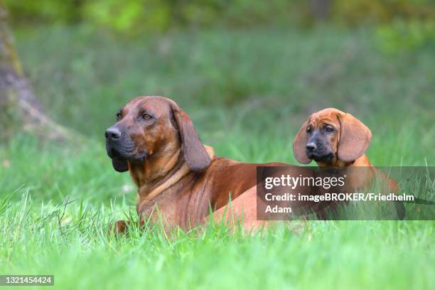 hannoverscher schweisshund (canis lupus familiaris), mother with puppy 9 weeks old, siegerland, north rhine-westphalia, germany - bloodhound stock pictures, royalty-free photos & images