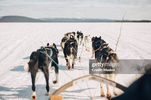 husky dogs pulling sledge while running on snow during winter - hondensleeën stockfoto's en -beelden