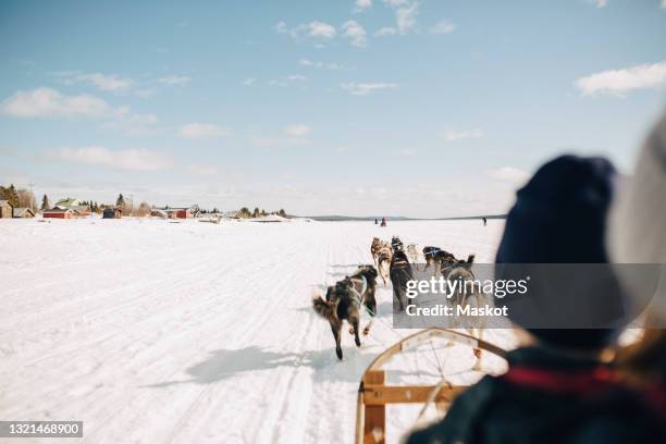 brother and sister dogsledding during winter - hondensleeën stockfoto's en -beelden