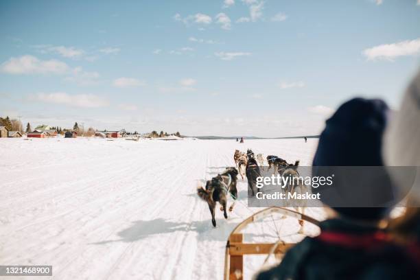 brother and sister dogsledding during winter - sled dog stock pictures, royalty-free photos & images