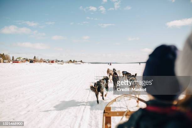 brother and sister dogsledding during winter - swedish lapland bildbanksfoton och bilder