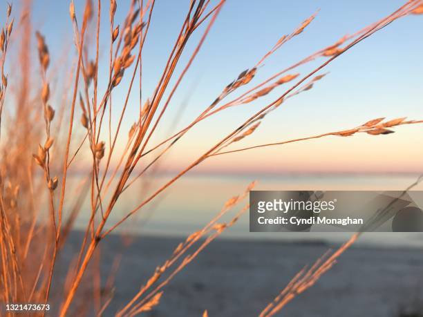 close up of beach grass in sunlight on the tangier sound - marram grass stockfoto's en -beelden
