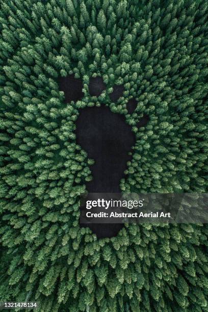 aerial concept idea showing a carbon footprint in a forest, united states of america - fotspår bildbanksfoton och bilder