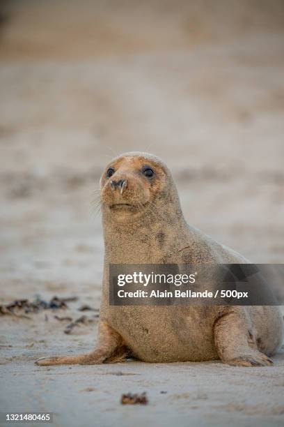 close-up of seal on rock at beach - cape fur seal stock pictures, royalty-free photos & images