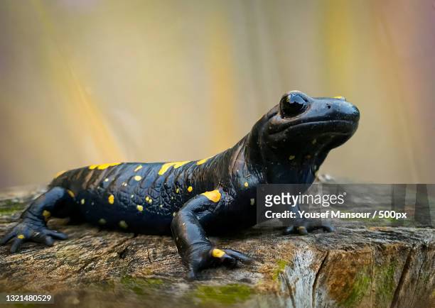 close-up of lizard on wood - salamandra fotografías e imágenes de stock
