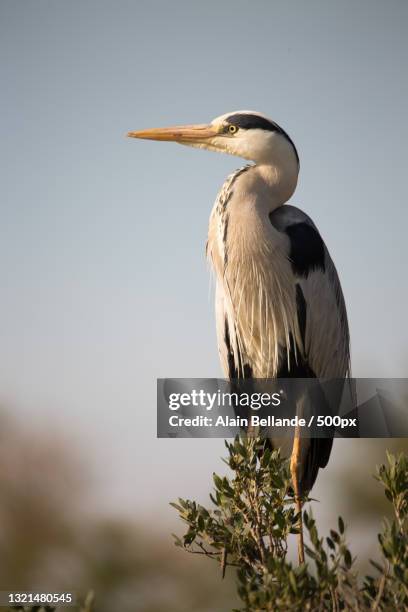 close-up of heron perching on branch against clear sky - héron cendré photos et images de collection