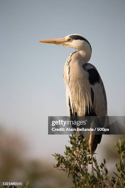 close-up of heron perching on branch against clear sky - gray heron stock pictures, royalty-free photos & images