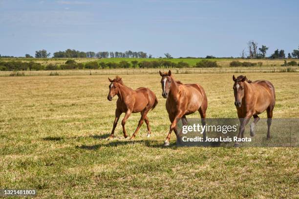 group of horses gallop in the field in summer day - foap stock pictures, royalty-free photos & images