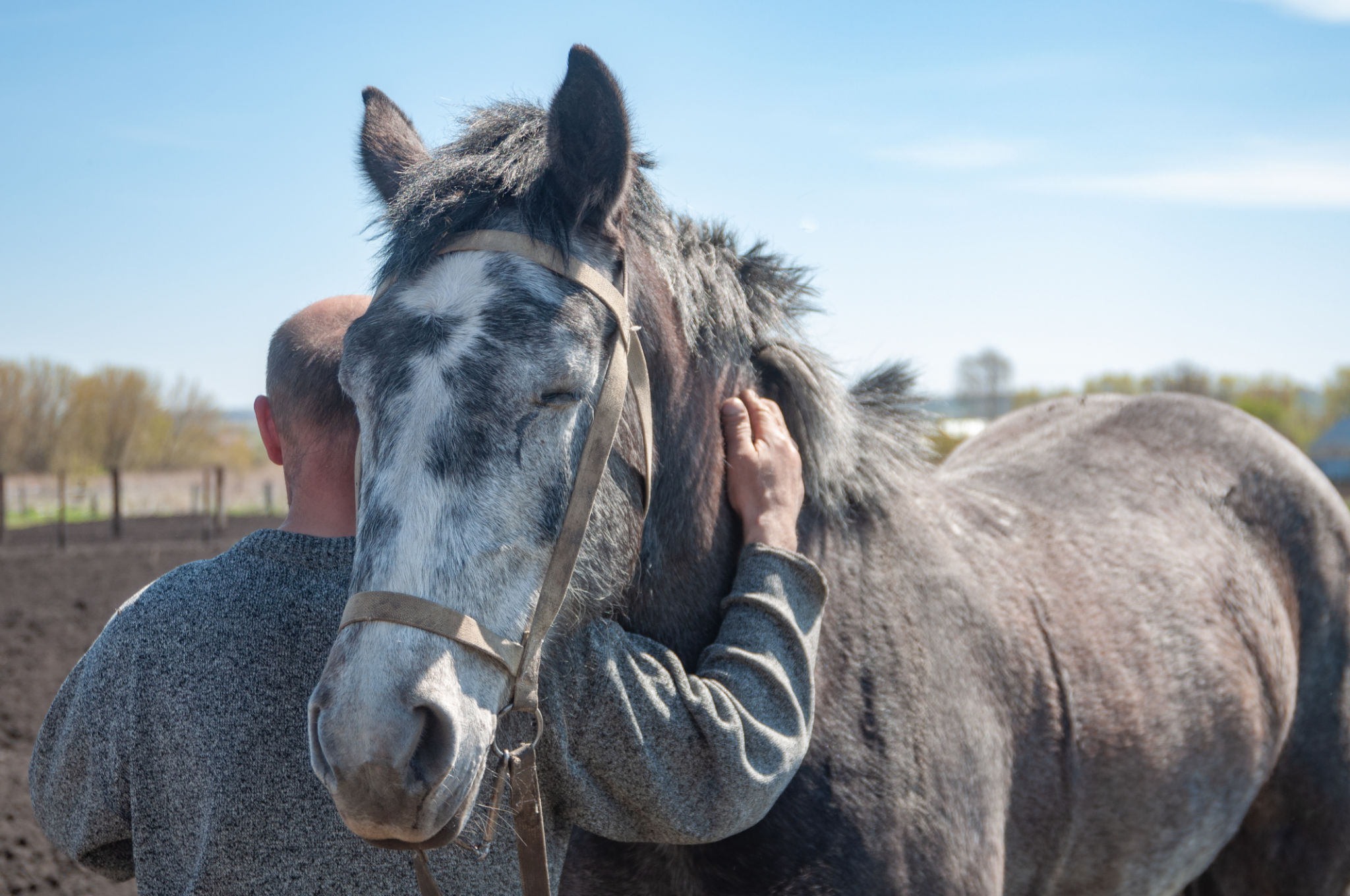 horse bonding