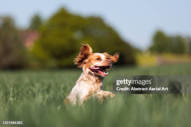 low angle shot showing a cocker spaniel jumping in a field, england, united kingdom - dog jumping stockfoto's en -beelden