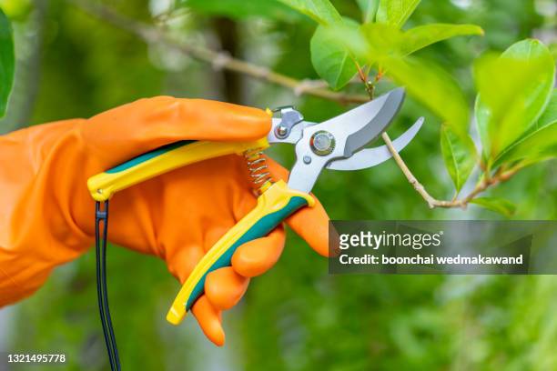 a hand pruning trees with pruning shears. - ast baum hand frühling stock-fotos und bilder