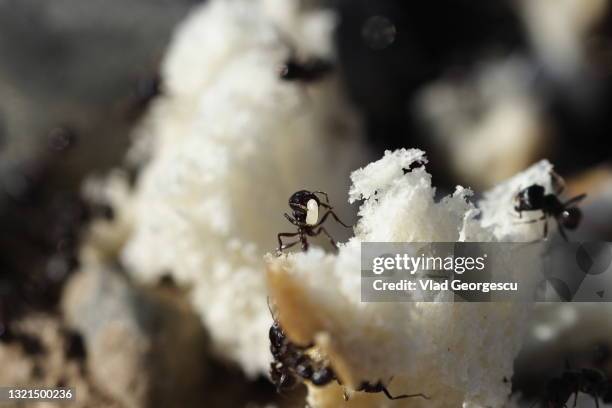 bite on this - ant nest stock pictures, royalty-free photos & images