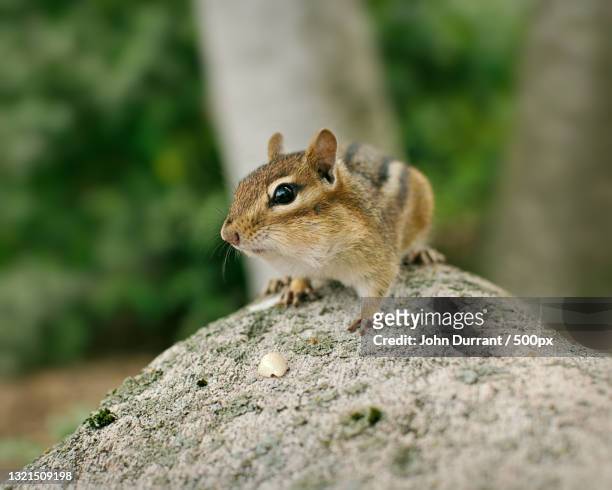 close-up of squirrel on rock,canada - chipmunk stock pictures, royalty-free photos & images