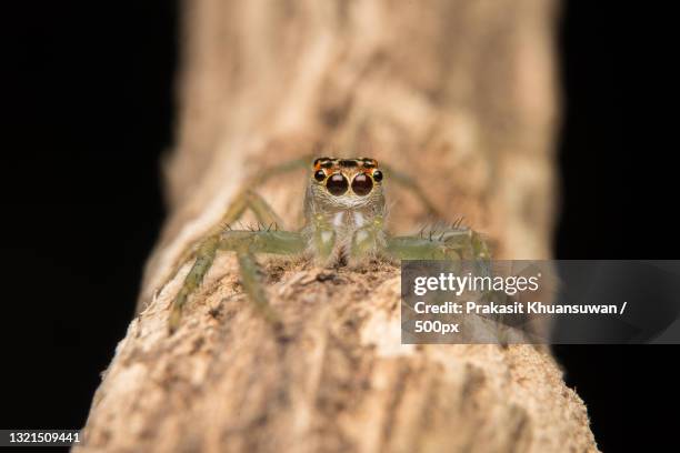 close-up of spider on wood against black background - black hairy spider photos et images de collection