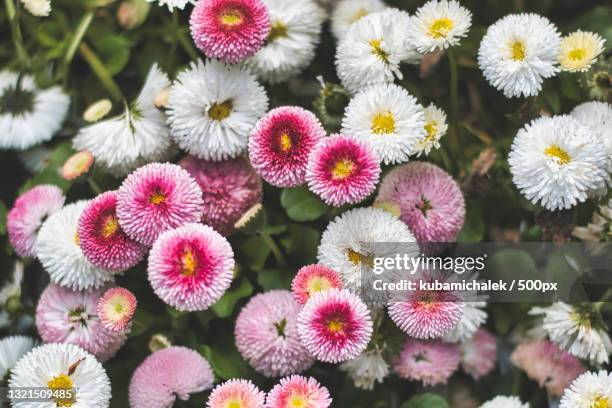 high angle view of pink flowering plants - margarita común fotografías e imágenes de stock