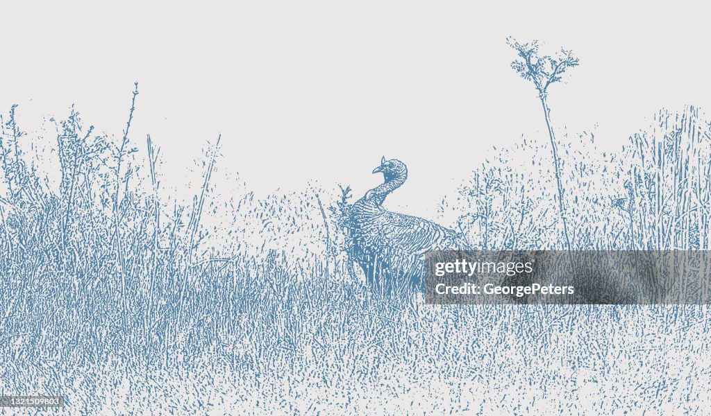 Wild Turkey in meadow
