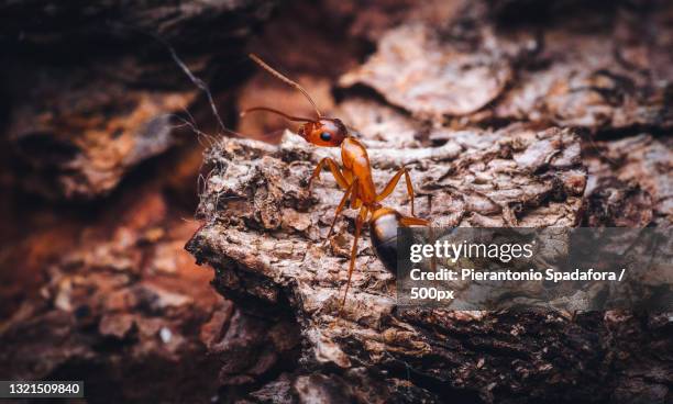 close-up of insect on rock - fire ants stock-fotos und bilder