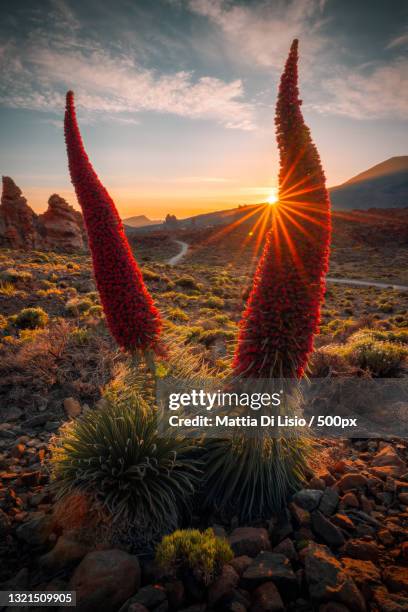 scenic view of landscape against sky during sunset,parque nacional del teide,santa cruz de tenerife,spain - tenerife stock-fotos und bilder