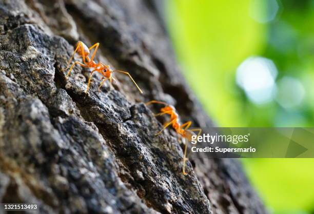 red ant on stick tree in nature at forest - ant bites stock pictures, royalty-free photos & images