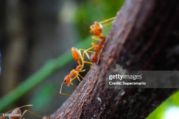 Anto Tree Tree Ants Photos and Premium High Res Pictures - Getty Images