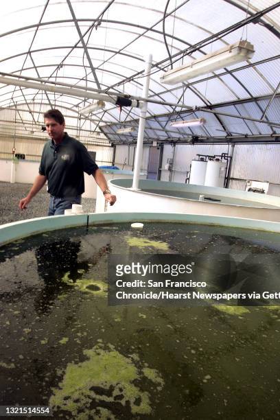 Jpg Chris Miller of the Contra Costa Mosquito Abatement District has a lab where he is breeding Sacramento perch to control regional mosquito...