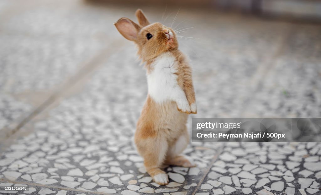 Close-up of dwarf lop on footpath,Samgh Abad,Qazvin Province,Iran