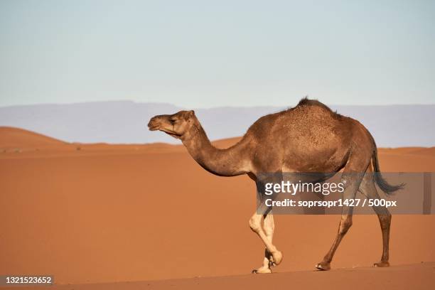 side view of dromedary camel walking in desert against clear sky - dromedar stock-fotos und bilder