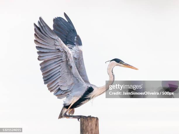 close-up of gray heron perching on wood against clear sky,brazil - blue heron stock pictures, royalty-free photos & images