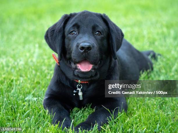 portrait of black labrador retriever sitting on grassy field,georgia - retriever stockfoto's en -beelden