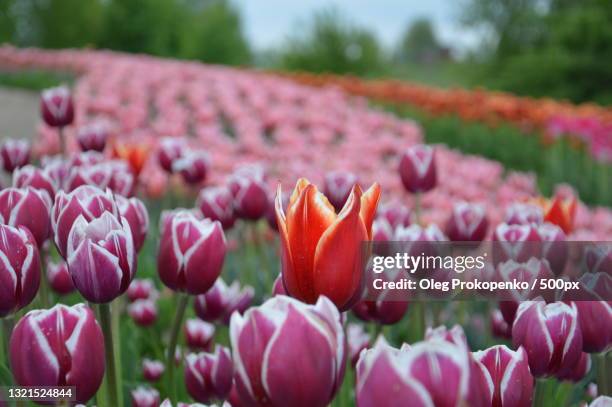 close-up of pink tulips on field - oleg prokopenko bildbanksfoton och bilder