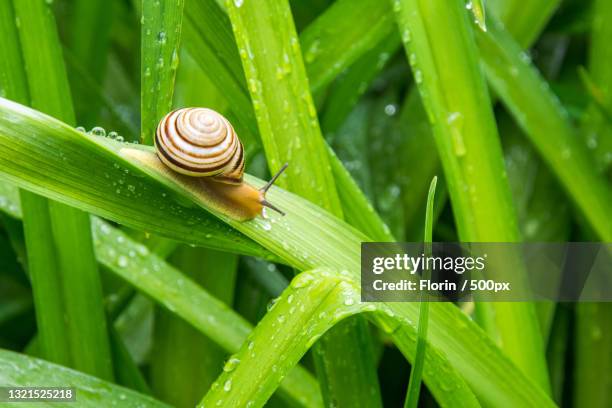 close-up of wet plant - snail stock pictures, royalty-free photos & images