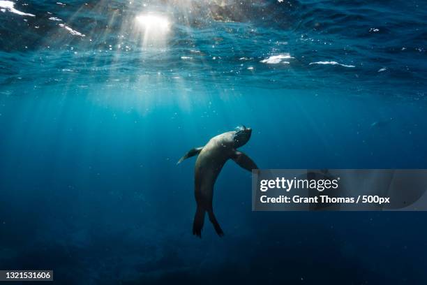 low angle view of fish swimming in sea - aquatic mammal stock pictures, royalty-free photos & images