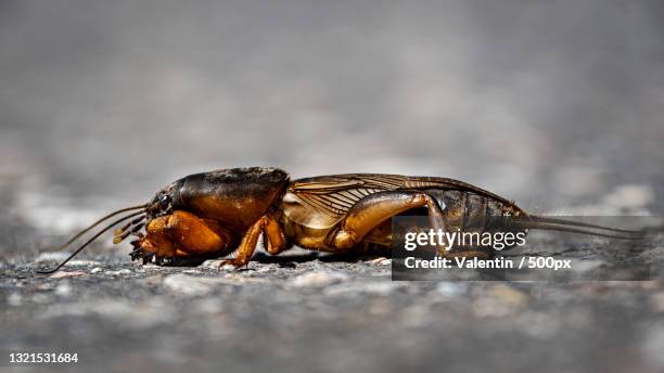 close-up of insect on road - mole cricket stock pictures, royalty-free photos & images