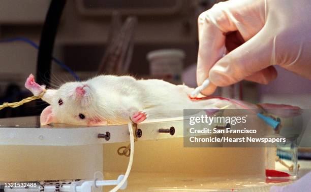 Blood Sample Collection For Rats 20 Inc 1 Stock Photos, High-Res Pictures, and Images - Getty Images