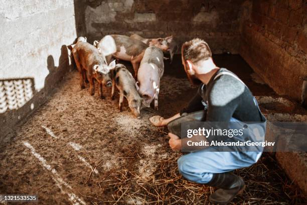 bärtiger bauer zeigt liebe und fürsorge für seine schweine - rancher stock-fotos und bilder
