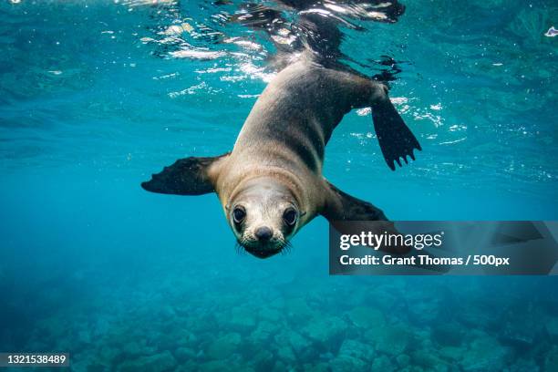 close-up of seal swimming in sea - zalophus californianus imagens e fotografias de stock