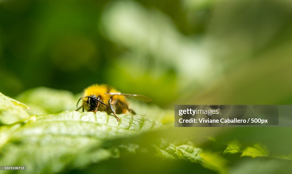 Close-up of bee on leaf,France