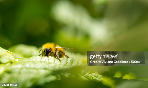close-up of bee on leaf,france - viviane caballero stock pictures, royalty-free photos & images