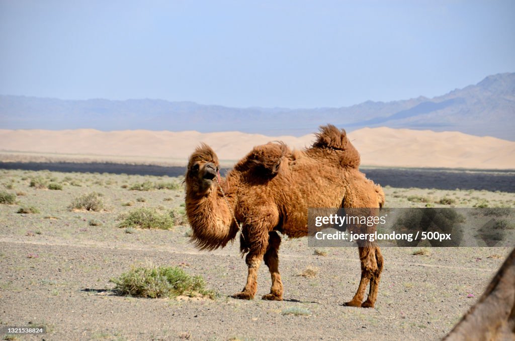 Full length of bactrian camel walking on desert against clear sky