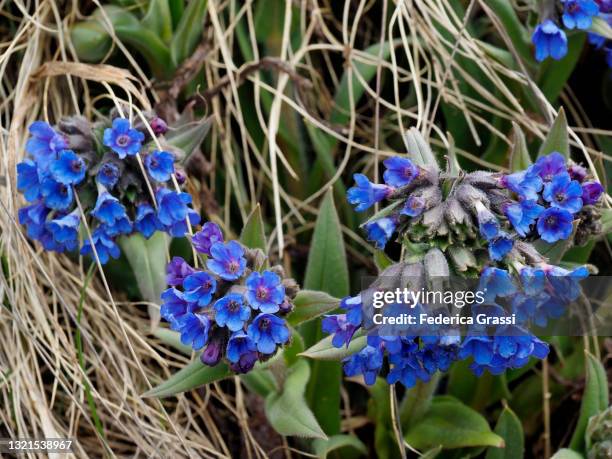 blue lungwort (pulmonaria officinalis) flowering in formazza valley - pulmonaria officinalis stock pictures, royalty-free photos & images