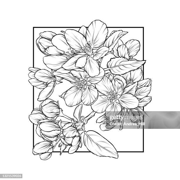 cherry blossoms ink vector illustration - apple blossom stock illustrations