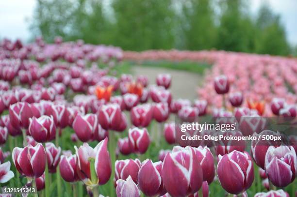 close-up of pink tulips on field - oleg prokopenko fotografías e imágenes de stock
