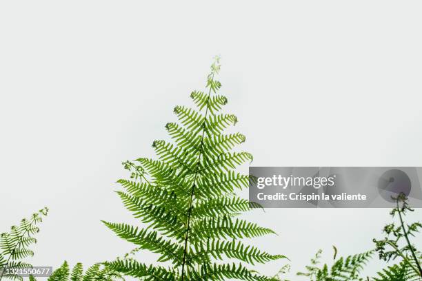 closeup of green fern leaf isolated - farn freisteller stock-fotos und bilder