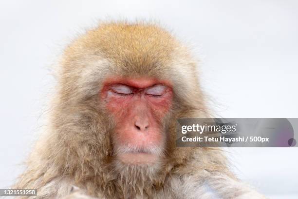 close-up of japanese macaque against white background - macaque stock pictures, royalty-free photos & images