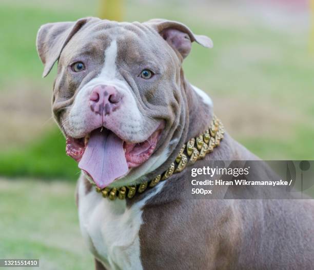 Purebred Canine American Bully Pet Dog Sitting On Grass Stock