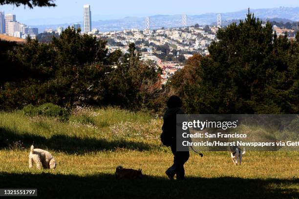 Michelle Guzman, dog walker of Barks in Parks, taking Jersey , Lady , and Copper for a walk at the dog park at John McLaren Park in San Francisco,...