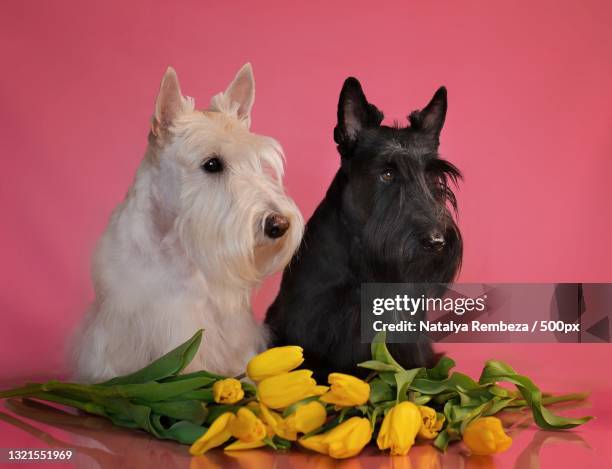 scottish terrier on pink background with tulips,kazakhstan - scottish terrier stock pictures, royalty-free photos & images