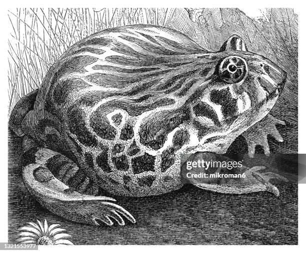 old engraved illustration of argentine horned frog, argentine wide-mouthed frog, ornate pacman frog (ceratophrys ornata) - horned frog stock pictures, royalty-free photos & images