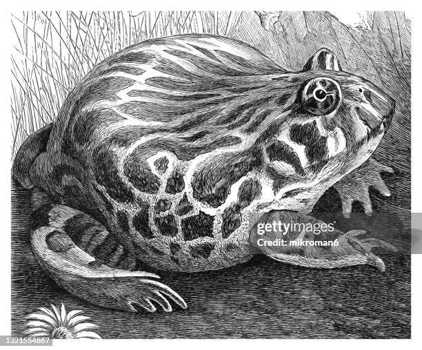 old engraved illustration of argentine horned frog, argentine wide-mouthed frog, ornate pacman frog (ceratophrys ornata) - rã adornada imagens e fotografias de stock